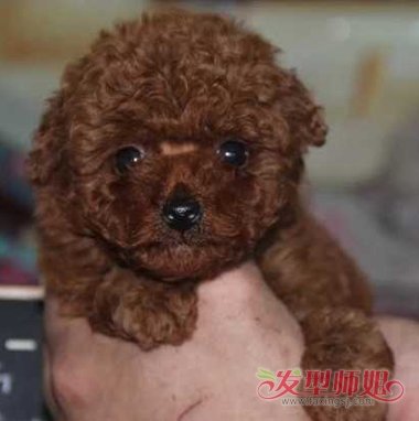 幼犬泰迪什么时候卷毛 泰迪犬剪毛教程