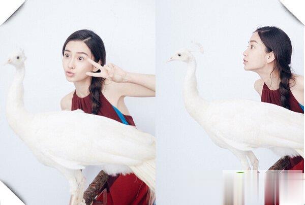 Angelababy;ѡ  ҲŮ